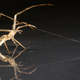 Image for article titled Spiders Sail Across Water to Colonize the World